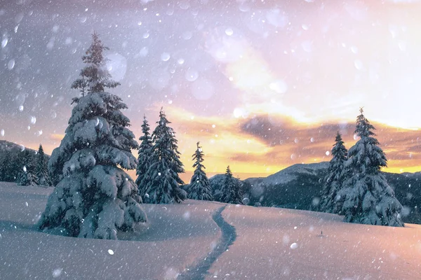 Dramática escena invernal con árboles nevados. —  Fotos de Stock