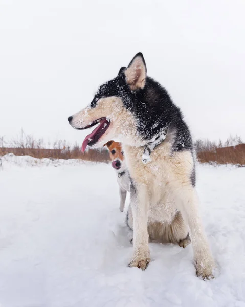 Siberische husky en jack russel Terriër — Stockfoto