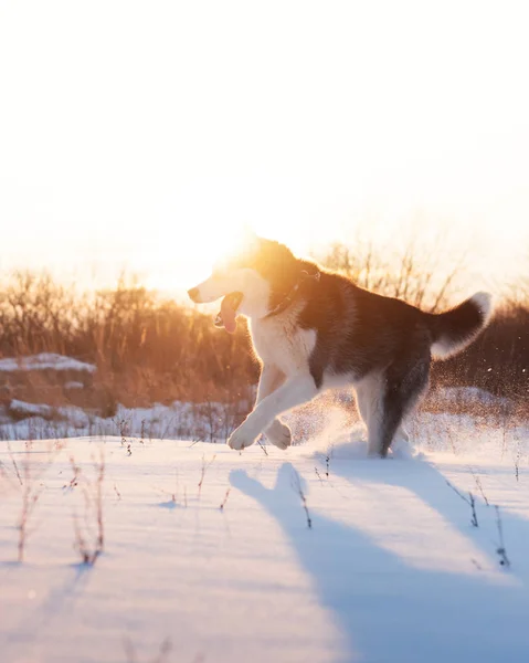 Siberische husky hond spelen op winter veld — Stockfoto