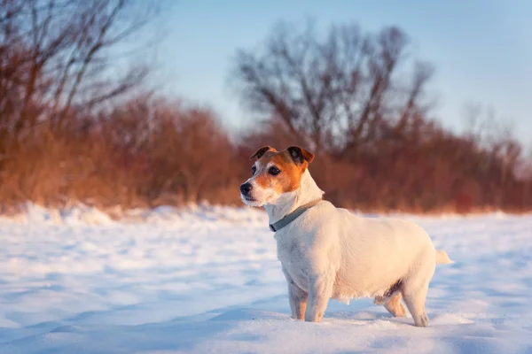 White jack russel terrier puppy on snowy field — Stock Photo, Image