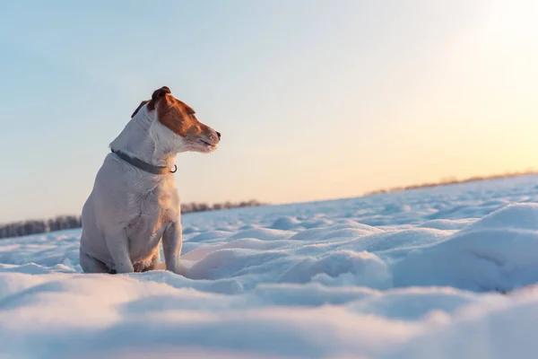 Vit jack russel terrier valp på snöiga fältet — Stockfoto