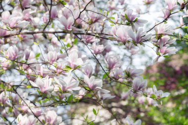 Pembe Manolya çiçek bahar dal üzerinde