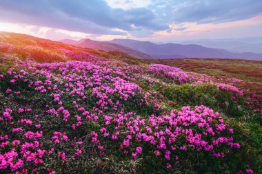 Sihirli pembe ormangülü