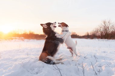 Siberian dış yapraklar ve jack russel terrier