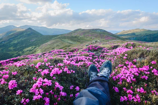 Sihirli pembe ormangülü — Stok fotoğraf