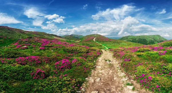 Rododendro rosa mágico — Fotografia de Stock