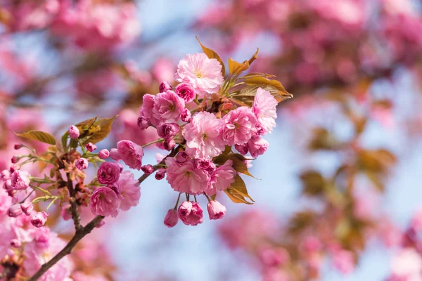 Pink sakura flowers on spring cherrys twigs — Stock Photo, Image