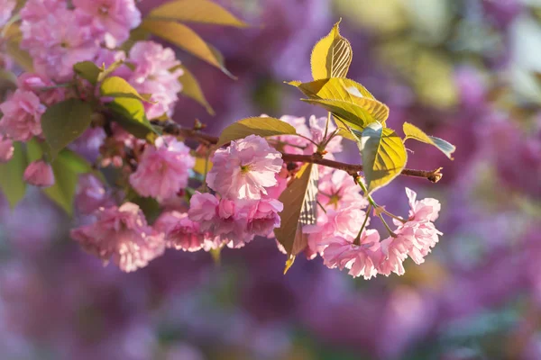 Pink sakura flowers on spring cherrys twigs — Stock Photo, Image