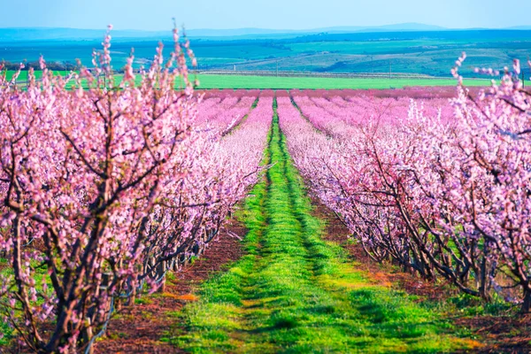 Rijen van perzik bloesem bomen in lentetuin — Stockfoto