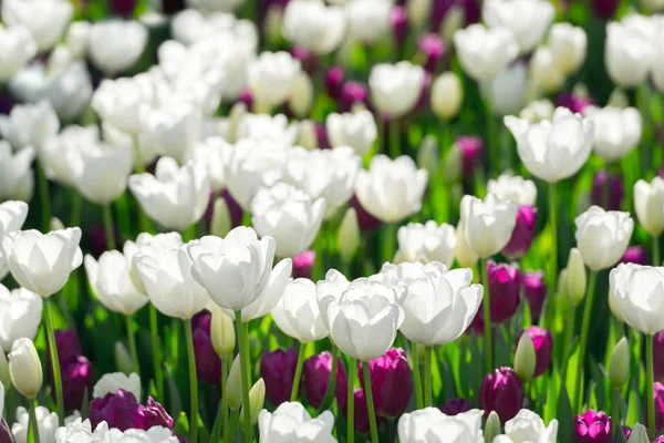 Campo di tulipani nei Paesi Bassi — Foto Stock