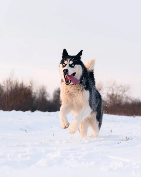 Siberische husky en jack russel Terriër — Stockfoto