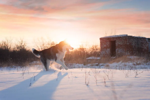 Siberian husky dog playing on winter field