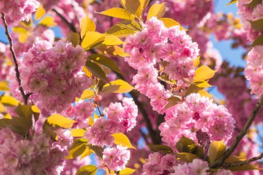 Pembe sakura bahar cherrys üzerinde twigs çiçekler.