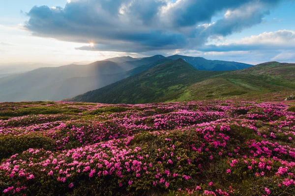 Magic pink rhododendron — Stock Photo, Image