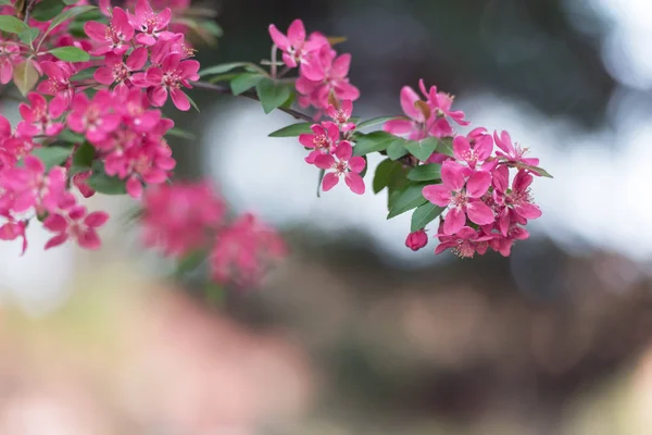 Pink sakura flowers on spring cherrys twigs