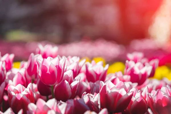 Tulpaner fält i Nederländerna — Stockfoto