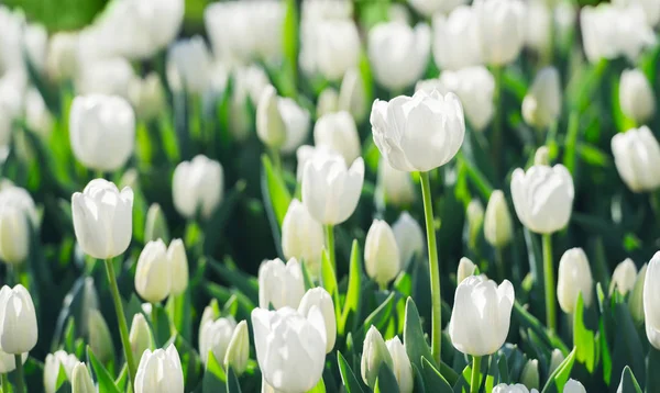 Pola tulipanów w Holandii — Zdjęcie stockowe