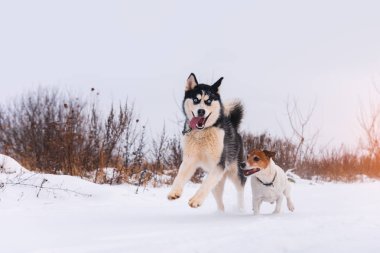 Siberian dış yapraklar ve jack russel terrier