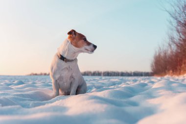 Beyaz Jack Russel Teriyer köpeği karlı arazide