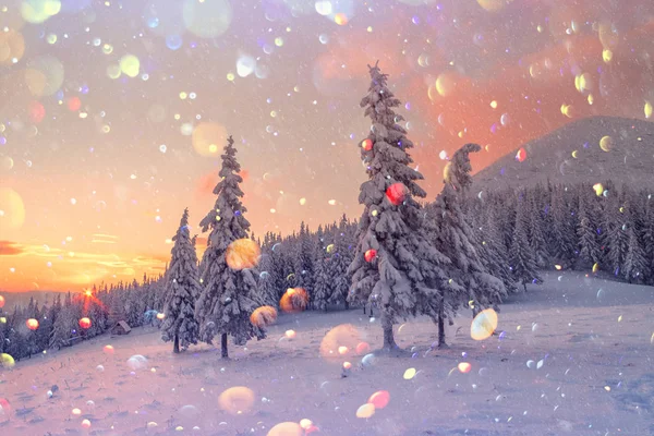 Dramatyczna scena z drzewami śnieżnymi. — Zdjęcie stockowe