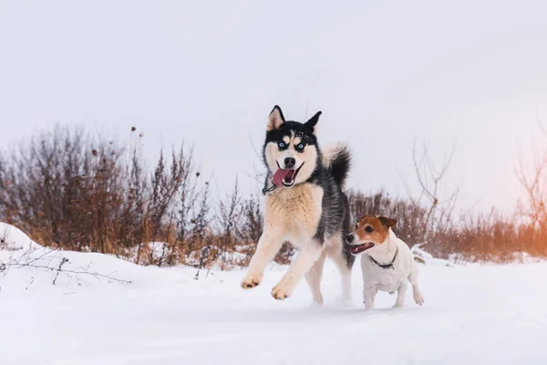 Siberiano husky y jack russel terrier —  Fotos de Stock