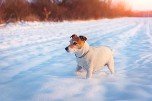 Witte Jack Russel terriër puppy op besneeuwd veld — Stockfoto
