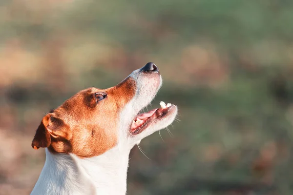 Jack russel Terier z otwartymi ustami — Zdjęcie stockowe