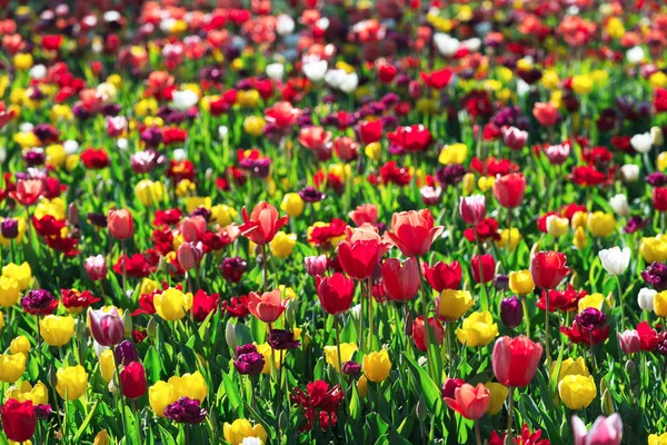 Tulipány pole v Nizozemsku — Stock fotografie