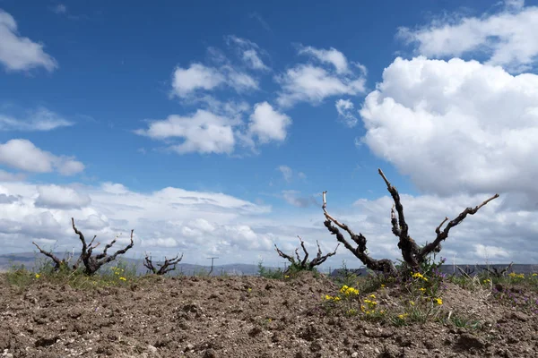 Amazing view on old vineyard in spring time — Stock Photo, Image