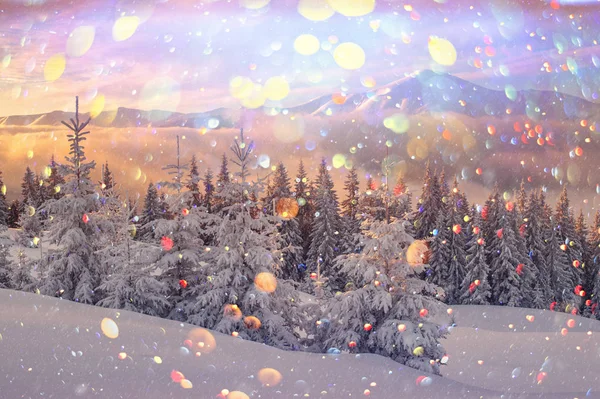 Dramática escena invernal con árboles nevados. — Foto de Stock