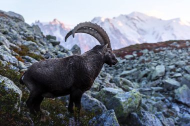 Alpine Carpa Ibex Fransa Alplerinde