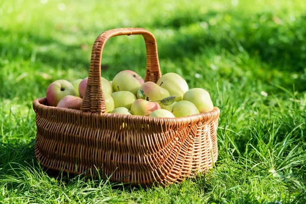 Basket with ripe apples on garden — Stock Photo, Image