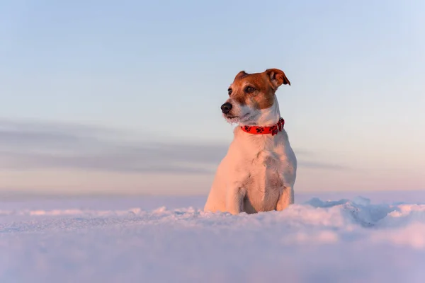 Branco jack russel terrier filhote de cachorro no campo nevado — Fotografia de Stock