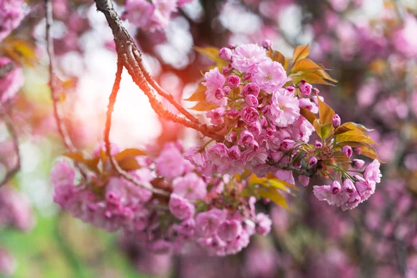 Rosa Sakura-Blüten auf Kirschzweigen — Stockfoto