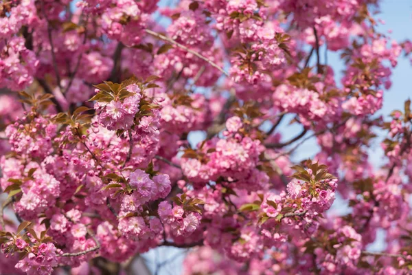 Pink sakura flowers on spring cherrys twigs — Stock Photo, Image