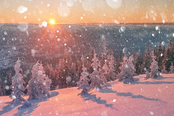 Драматическая зимняя сцена с снежными деревьями. — стоковое фото