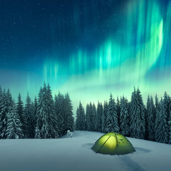 Northern lights in winter forest — Stock Photo, Image