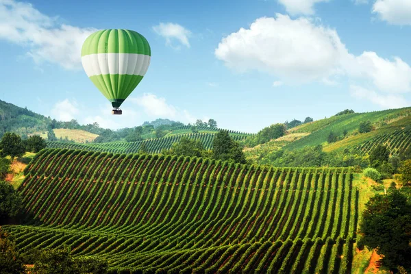 Amazing rural landscape with green vineyard — Stock Photo, Image