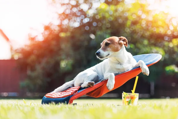 Jack russel terrier köpek şezlong üzerinde yatıyor — Stok fotoğraf