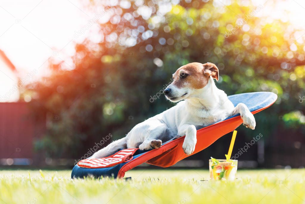 Jack russel terrier dog lies on a deck-chair