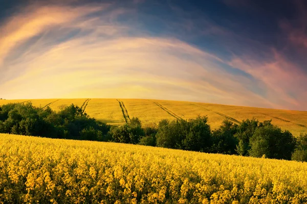 Färgglad solnedgång på gult rapsfält — Stockfoto