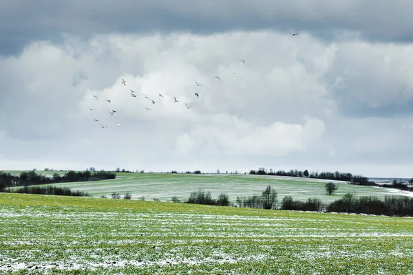 Campo de trigo jovem na primavera — Fotografia de Stock