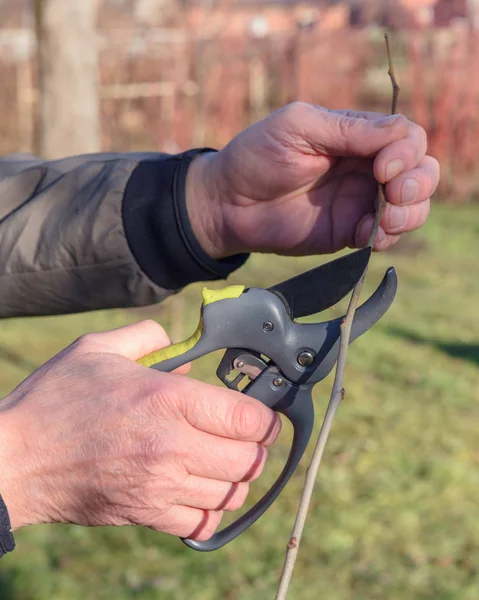 Gardening work in spring time — Stock Photo, Image