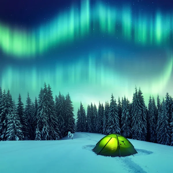 Northern lights in winter forest — Stock Photo, Image