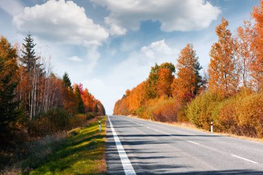 Yol ve ormanlı sonbahar manzarası