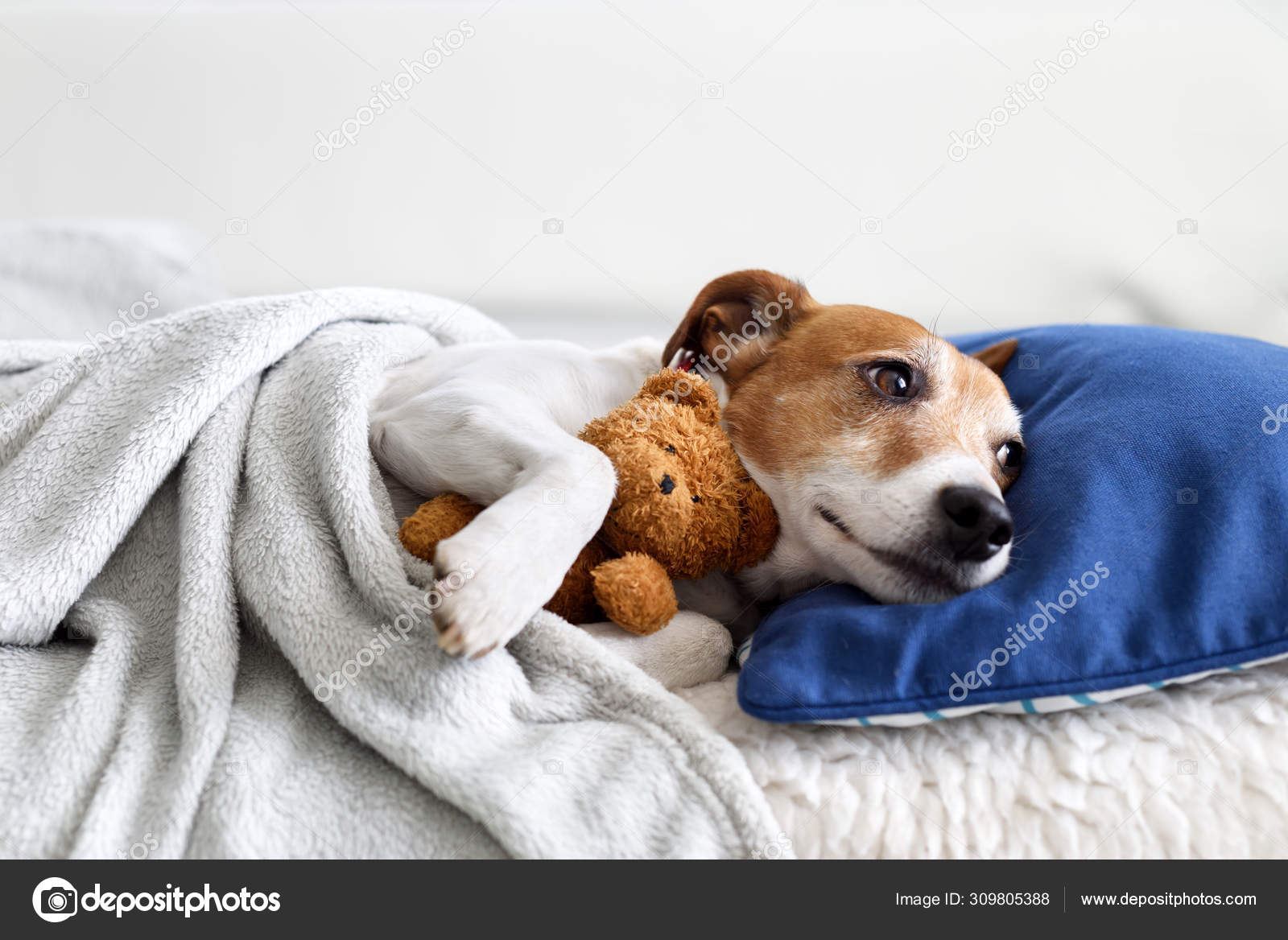Why Do Jack Russells Sleep Under The Covers