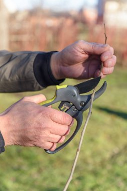 Bahçe işçisi ağaçları kesti filiz