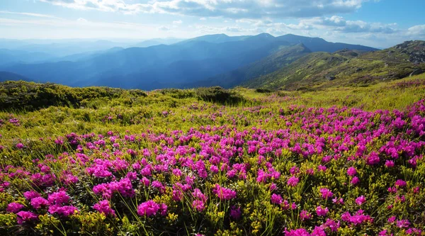 Roze Rhododendron bloemen — Stockfoto