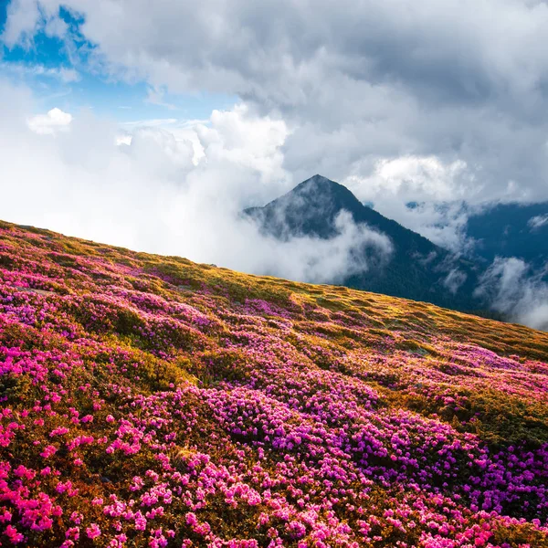 Scena drammatica insolita con fioritura di rododendri — Foto Stock