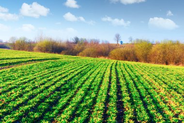 Genç buğday Yeşil satır